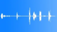 Grey Headed Albatross ColonySound Effect