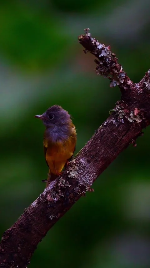 Grey-Headed Canary-Flycatcher Bird In Ooty Forest, India 動画素材 337827964