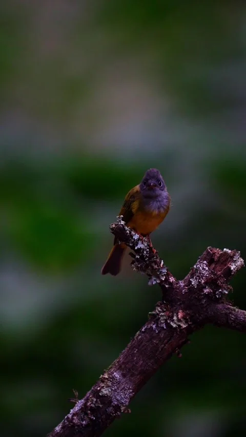Grey-Headed Canary-Flycatcher Bird In Ooty Forest, India 動画素材 337827982