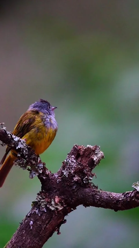 Grey-Headed Canary-Flycatcher Bird In Ooty Forest, India Stock Footage 337828137
