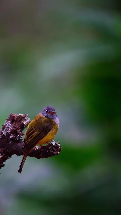 Grey-Headed Canary-Flycatcher Bird In Ooty Forest, India 動画素材 337828243
