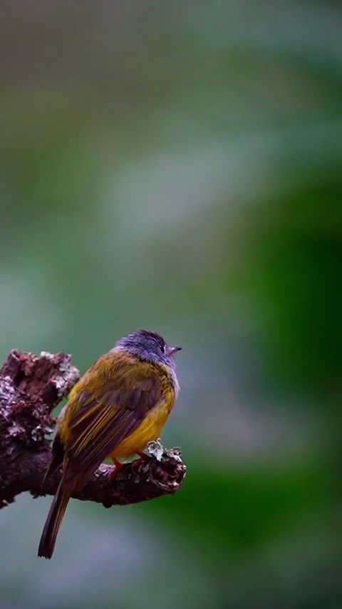 Grey-Headed Canary-Flycatcher Bird In Ooty Forest, India 動画素材 337828292
