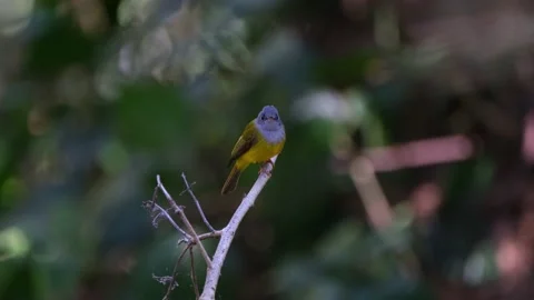Grey-headed Canary-flycatcher, Culicicapa ceylonensis, in the forest. Stock Footage