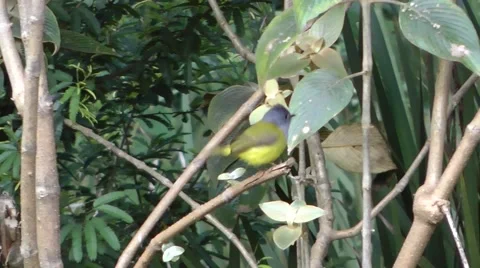 Grey-headed Canary-flycatcher Stock Footage 64856005