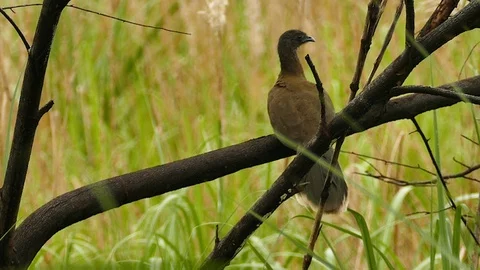 Grey headed chachalaca perched on low tree branch in Panama Stock Footage 123550580