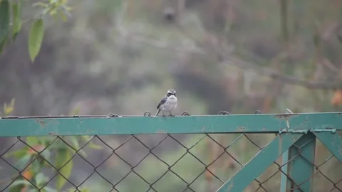 Grey-headed chickadee bird sitting on a fence Stock Footage 273494781