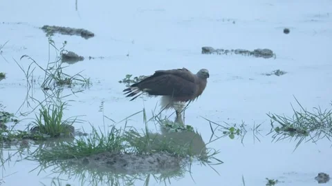 Grey headed eagle Stock Footage 311732209