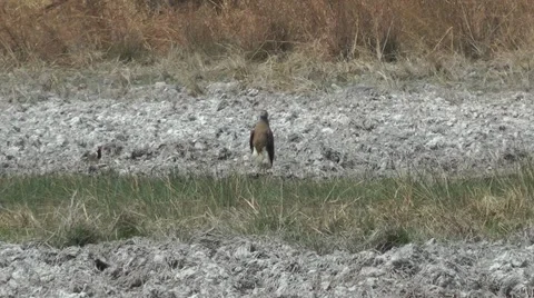 Grey-headed Fish-eagle, Cambodia Stock-Footage 64856822