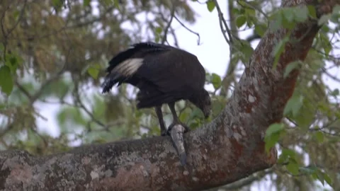 Grey headed Fish eagle eating fish Stock Footage 199400968