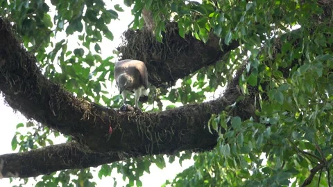 Grey Headed Fish Eagle eating prey on a branch, Kaziranga NP, Assam, India Stock Footage 343647799