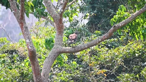 Grey headed fish eagle feeding on the fish it caught in Kaziranga national park Stock Footage 308530177