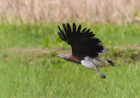Grey headed fish eagle in flight. Stock Photos
