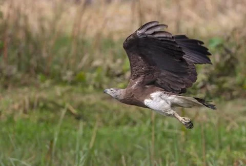 Grey headed fish eagle in flight Stock Photos