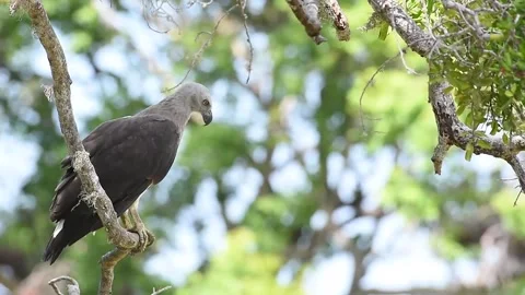 Grey-headed Fish Eagle Stock Footage 333179773