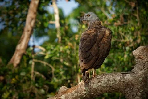 Grey-headed Fish-Eagle Haliaeetus ichthyaetus, large raptor in wetlands, ri.. Foto stock