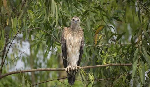 Grey-headed Fish Eagle (Icthyophaga ichthyaetus) perched on a tree branch, Stock Photos