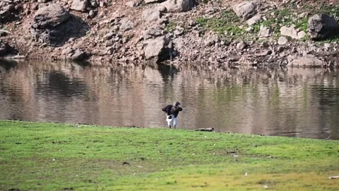 Grey-headed fish eagle jogging on its feet in Pench national park Stock Footage 272454408