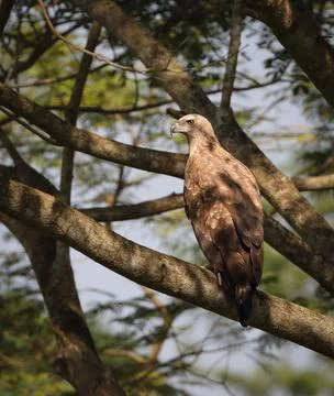 Grey headed fish eagle juvenile back side image. Stock Photos