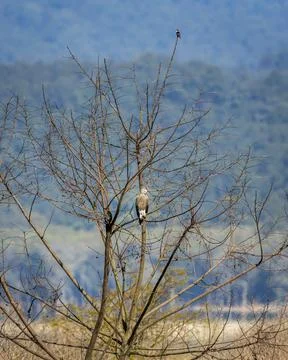 Grey headed Fish Eagle or Ichthyophaga ichthyaetus and collared falconet Stock Photos
