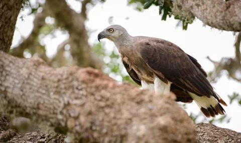 Grey-headed fish eagle perch on a tree close-up side view shot at Yala nati.. Stock Photos