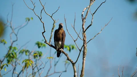 Grey Headed Fish Eagle Perched On Bare Tree Branch In India Stock Footage 340260611