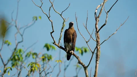 Grey Headed Fish Eagle Perched On Bare Tree Branch In India Stock Footage 340851340