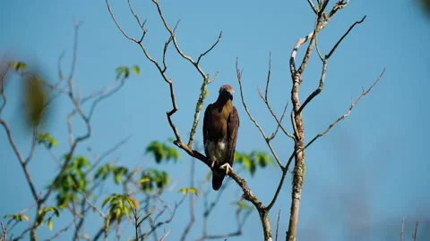 Grey Headed Fish Eagle Perched On Bare Tree Branch In India Stock Footage 340852260