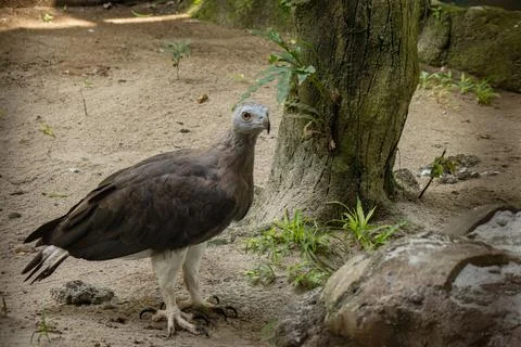 Grey-headed fish eagle Stock Photos