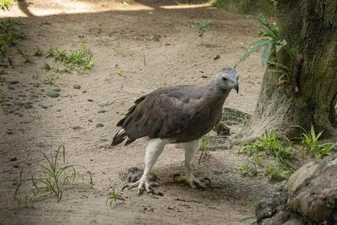 Grey-headed fish eagle Stock Photos