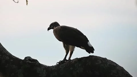 Grey headed fish eagle walking around on a tree in Kaziranga national park Stock Footage 261033407