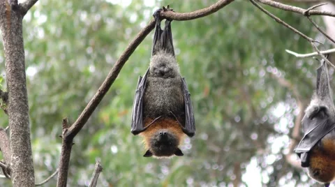Grey-headed Flying Fox Bat Hanging Upside Down in Eucalyptus Tree Stock Footage 62411167