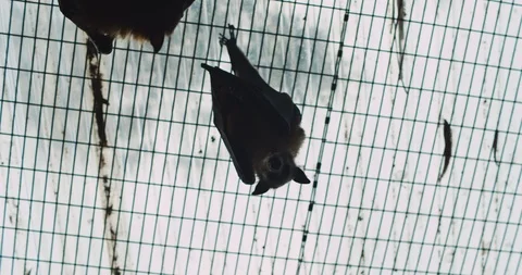 Grey-headed flying fox bat hanging upside down. BMPCC 4K Stock Footage 125514281