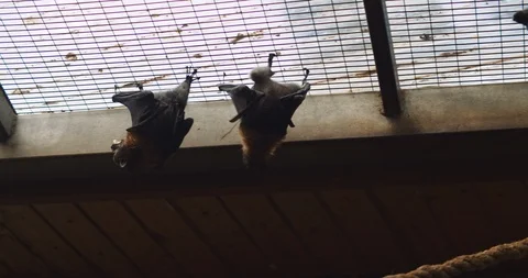 Grey-headed flying fox bat hanging upside down and eating banana. BMPCC 4K Stock Footage 125514294