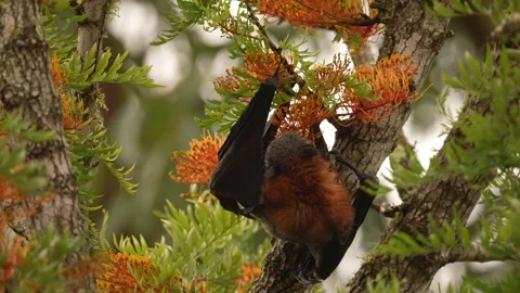 Grey-headed flying fox bat 库存影片 325387596