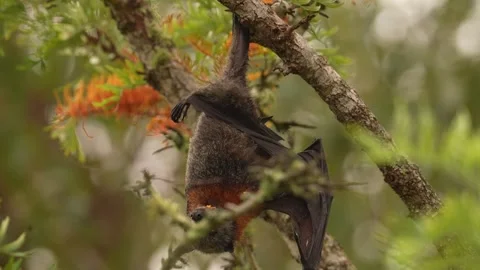 Grey-headed flying fox bat 動画素材 325389299