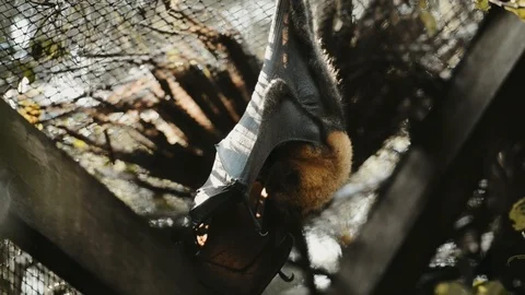 Grey-headed Flying Fox bats Stock Footage 111632696