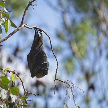 A Grey-headed flying fox fruit bat hanging from a branch Yarra Bend Park, K.. Stock Photos