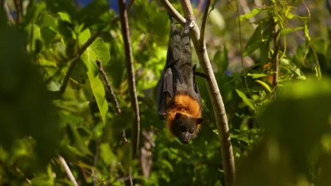 A Grey-Headed Flying Fox Hanging From a Tree. Stock Footage 242097809