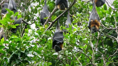 Grey headed flying fox Stock Photos