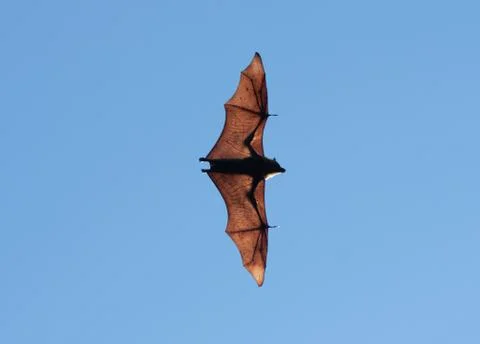 Grey-headed flying fox. Stock Photos