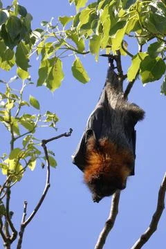 Grey-headed flying fox. Stock Photos