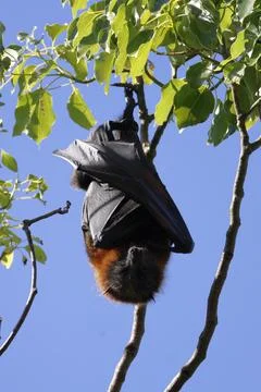 Grey-headed flying fox. Stock Photos