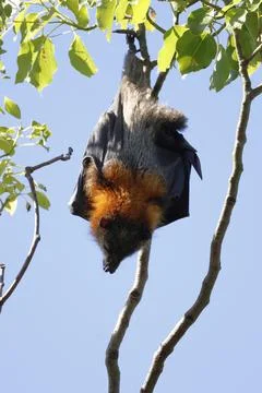 Grey-headed flying fox. Stock Photos