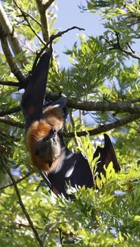 Grey-headed flying fox. Stock Photos