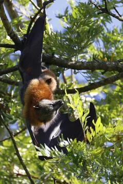 Grey-headed flying fox. Stock Photos