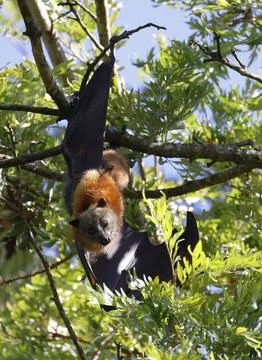 Grey-headed flying fox. Stock Photos