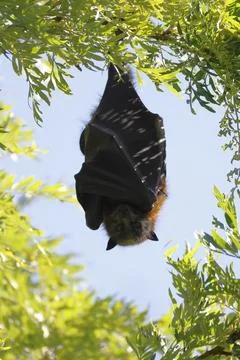 Grey-headed flying fox. Stock Photos