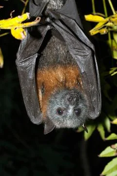 Grey-headed Flying-fox, (Pteropus poliocephalus) Stock Photos