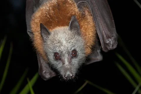 Grey-headed Flying-fox, (Pteropus poliocephalus) Stock Photos
