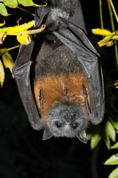 Grey-headed Flying-fox, (Pteropus poliocephalus) Fotos de archivo